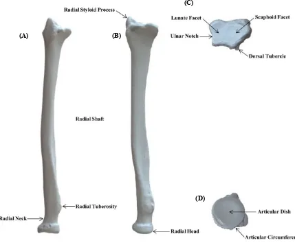 Figure 1.2: Bony Anatomy of the Radius. Bony anatomy of the left radius with important features and 