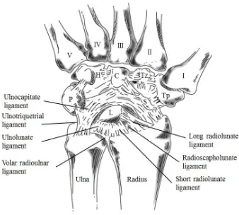 Figure 1.10: Volar Ligaments of the Wrist. A schematic of the volar ligaments constraining the wrist joints of the right hand