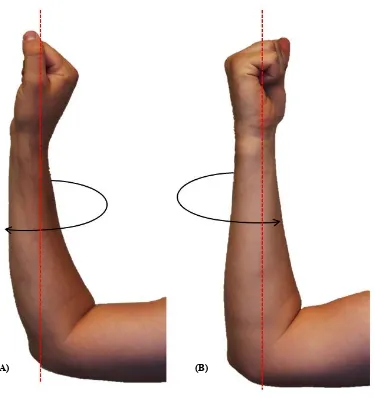 Figure 1.16 Range of Wrist Motion: Pronation-Supination.  Forearm pronation (A) and supination (B) occurs the distal radioulnar joint in the wrist