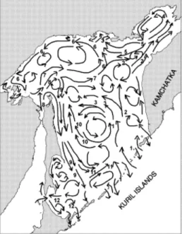 Figure 3: Scheme of general water circulation in active layer in the Sea of Okhotsk in summer