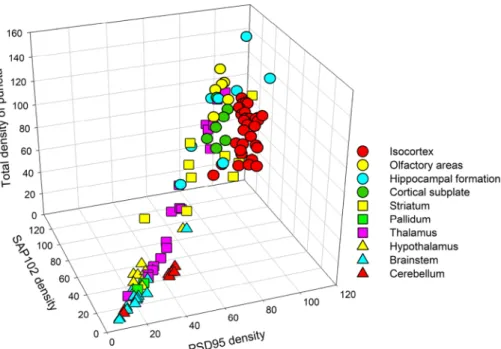 Figure 8.  Densities of PSD95 and SAP102 puncta, and total densities of puncta in different regions of the  brain