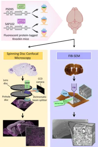 Figure 1.  General methodology. Knockin mice expressing fluorescent PSD95 and SAP102 were imaged with  Spinning Disc Confocal Microscopy (SDM) and with FIB-SEM