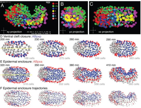 Fig. 3. Visualization of late stage C. elegans embryonic morphogenesis with single cell resolution