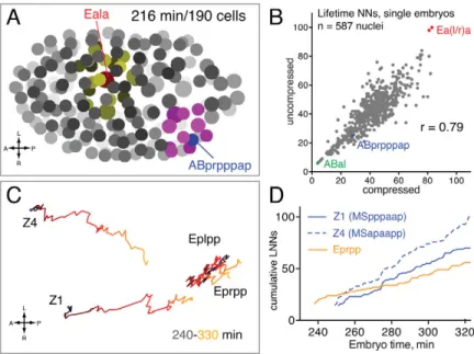 Fig. 4. Cellular neighborhoods and the effect of embryonic compression. (A)  Embryo at 192-cell stage with Eala (red) and ABprpppap (blue) nuclei highlighted.