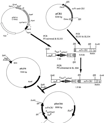 FIG. 1. Construction of pSecCR1. See Materials and Methods for details. SS, signal sequence; SD, ribosomal-binding site; HIS, hexahistidine tag.