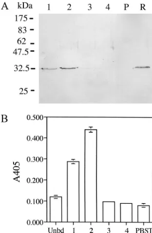 Fig. 1. The expression of scFv was under the control of a