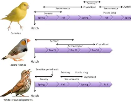 Figure 1- 1 Figure depicting the different types of song-learning and their respective timelines