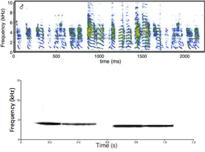 Figure 1- 2 Spectrograms of species typical zebra finch song and black-capped chickadee fee-bee songs