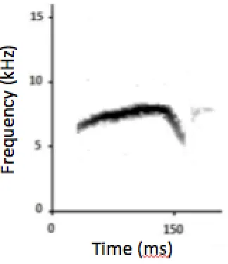 Figure 1- 5 Spectrogram of the tseet call of the black-capped chickadee, with time on the x-axis and frequency on the y-axis