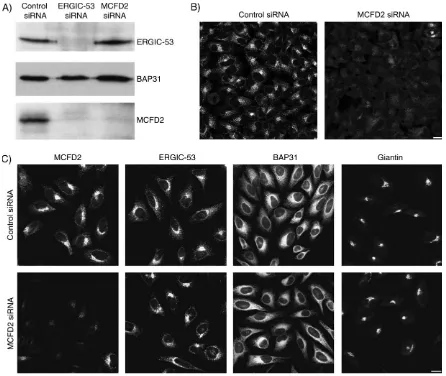 Figure 5: Depletion of MCFD2 affects neither localization nor expression of ERGIC-53. A) HeLa cells were transiently transfectedwith control, ERGIC-53 and MCFD2 siRNA duplexes