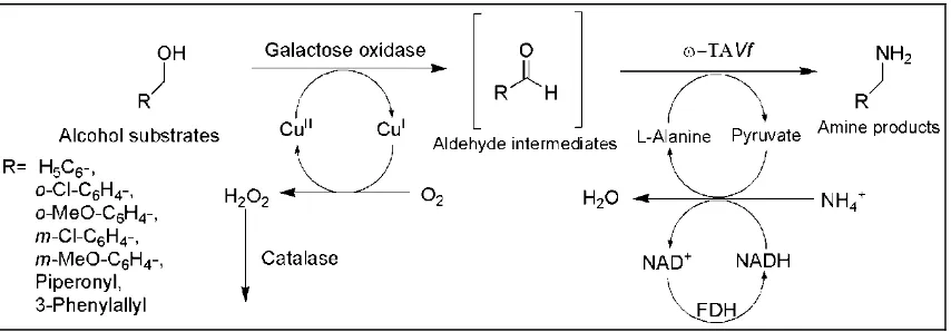 Figure 6.Biocatalytic cascade employing galactose oxidase and� ω-TA for the amination ofbenzylic/cinnamic alcohols (reprinted from [114], with permission of The Royal Society of Chemistry).