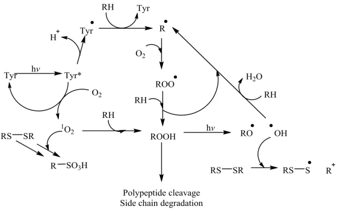 Figure 7: Summary of light-induced autoxidation processes leading to polypeptide cleavage, disulfide cleavage and side chain degradation in proteins