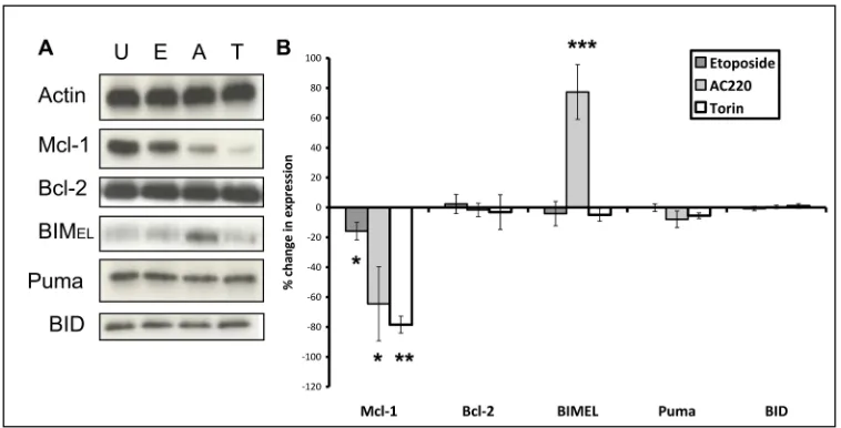 Fig 5. Changes in expression of apoptotic modulator proteins after four hours drug exposure