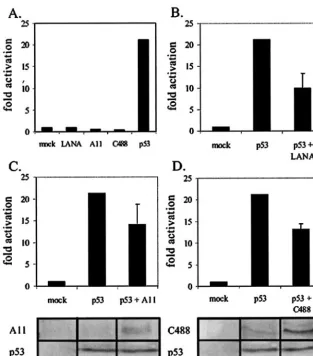 FIG. 5. HVS ORF73 represses p53 transactivation. (A) We transfected 10 million BJAB cells with the pG13-Luc reporter alone (mock) or inconjunction with LANA, A11 ORF73, C488 ORF73, or p53 expression vectors (as indicated)