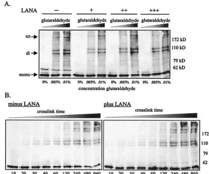 FIG. 7. LANA does not inhibit oligomerization levels of p53. (A) We lysed 10 million 293T cells expressing p53 alone or p53 and LANA inRIPA buffer, and lysates were incubated with 0, 0.005, or 0.01% glutaraldehyde for 20 min at room temperature