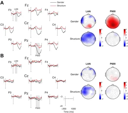 Figure 2.2. ERP differences waves and topographic plots for native and L2 French speakers