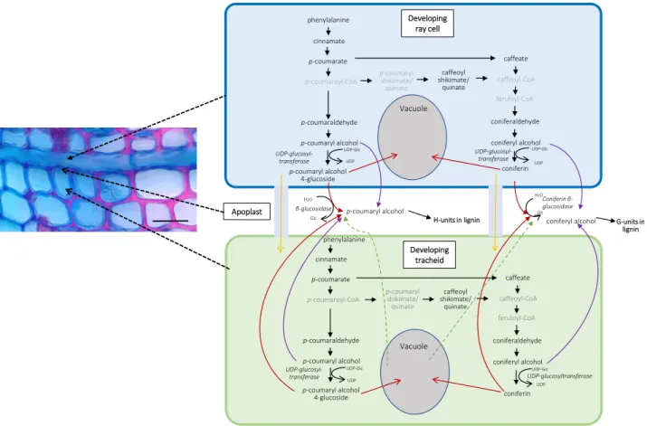 Figure 7. Putative lignin biosynthesis route in Norway spruce developing xylem based on single-cell metabolomics
