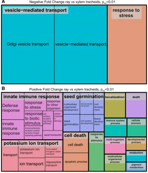 Figure 3. REVIGO Treemaps of differentially expressed genes. Genes more highly expressed in developing tracheids are shown in A, and those more highly expressed in developing ray  paren-chymal cells are shown in B (P adj , 0.01)
