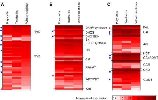 Figure 4. Average-normalized expression of genes important in lignification. NAC and MYB transcription factors (A), shikimate, Phe, and Tyr pathway genes leading to Phe and Tyr (B), and phenylpropanoid and monolignol biosynthesis pathway genes leading to m