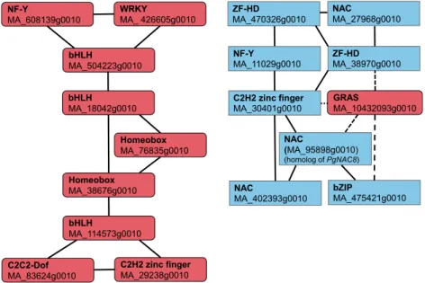 Figure 5. Coexpression subnetworks of tran- tran-scription factors differentially expressed in  de-veloping ray cells and tracheids