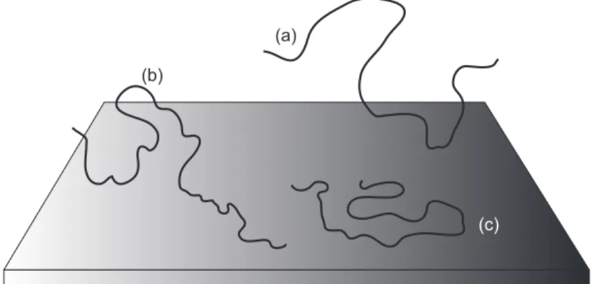 Figure 1. A polymer may have only one anchor point (a) on the surface, with the rest of the molecule spreading out into the solution