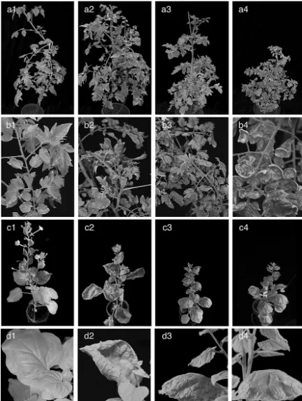 FIG. 2. Representative systemic symptoms in L. esculentum (a and b) and N. benthamiana (c and d) plants 4 wpi, either mock inoculated (1)or inoculated with TYLCSV (2), TYLCV (3), or both (4).