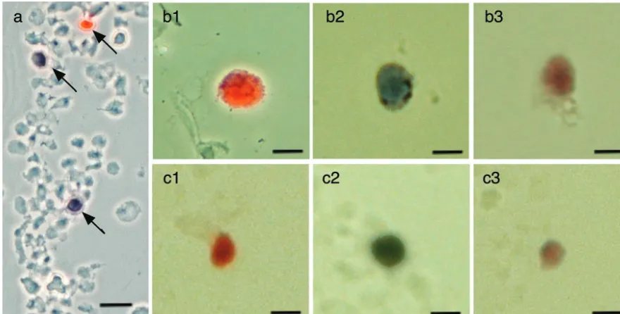 TABLE 2. Percentage of nuclei infected by both virusesa