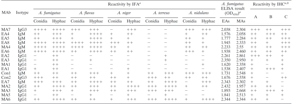 TABLE 1. Reactivities of MAbs against Aspergillus by IFA, ELISA, and IHC