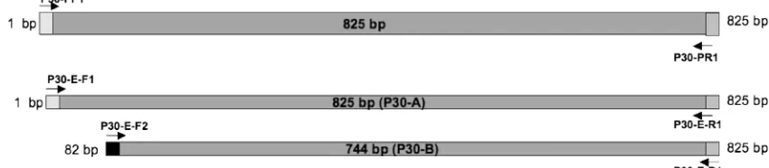 FIG. 1. Schematic diagram showing the primers used for ampliﬁcation of the p30 gene and fragments for expression.