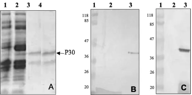 FIG. 3. (A) SDS-polyacrylamide gel showing the puriﬁcation of the P30 protein from E. coli3, elution 1; 4, elution 2