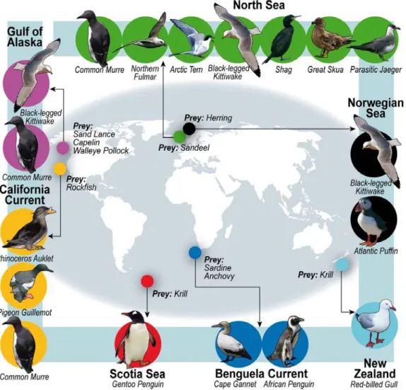 Fig. 1. Map of the distribution of seabird and prey species considered in our  analysis.