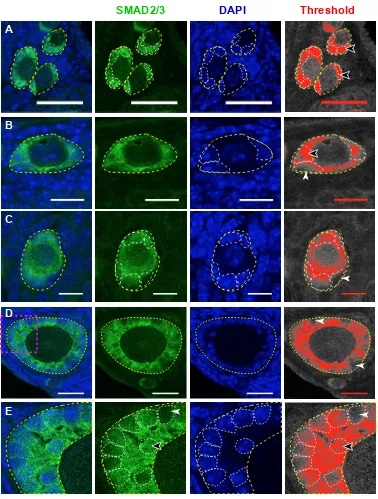 Fig. S3: SMAD2/3 expression in the adult ovary. SMAD2/3 proteins (green) were localised to small follicles (dashed yellow lines) by immunofluorescence