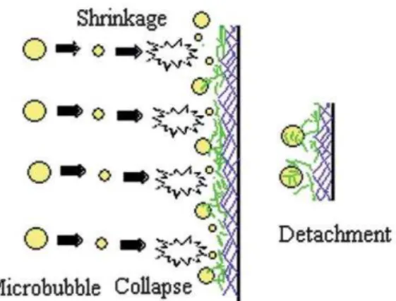 Figure 1: Schematic illustration of biofilm detachment by collapsing MBs (Agarwal et  al., 2012) 