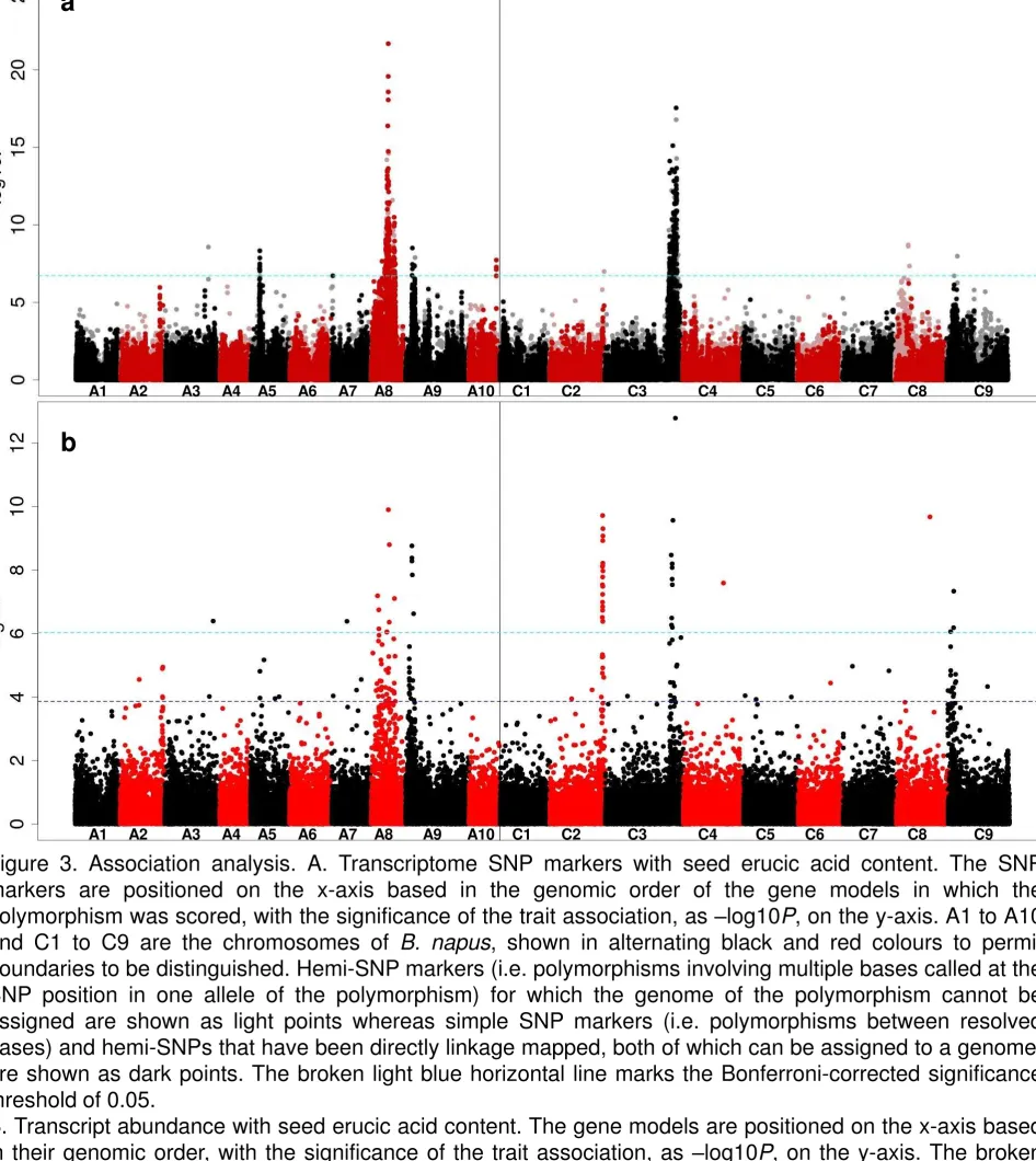 Figure 3. Association analysis. A. Transcriptome SNP markers with seed erucic acid content
