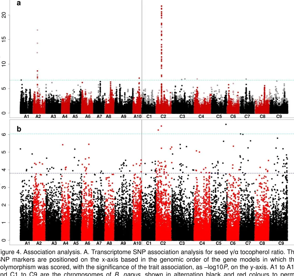 Figure 4. Association analysis. A. Transcriptome SNP association analysis for seed �/� tocopherol ratio