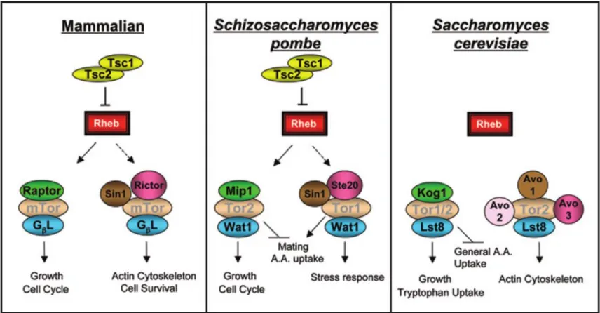 Figure 1-3: The TSC/Rheb/mTOR signaling pathway is well conserved in S. 