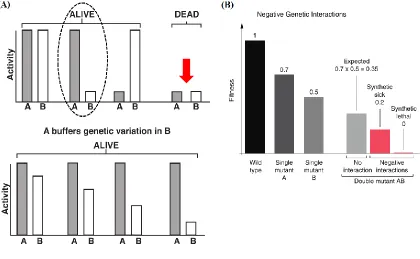Figure 1-5: The buffering of genetic variation. (A) Phenotypic variation due to gene A is modulated by gene B, and vice versa