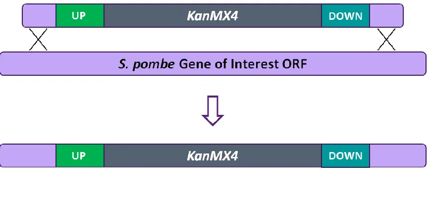 Figure 2-1: Methodology used to construct the Bioneer haploid gene deletion 
