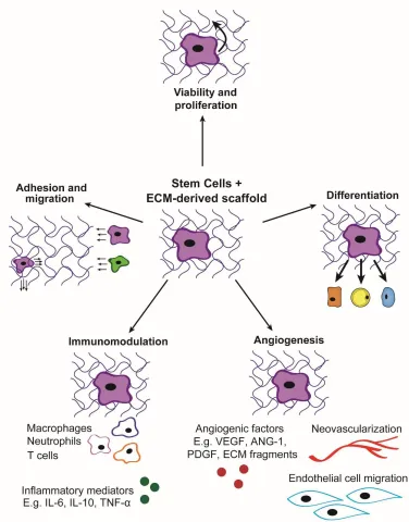 Figure 2.1. Stem/progenitor cell-instructive effects mediated by ECM-derived 