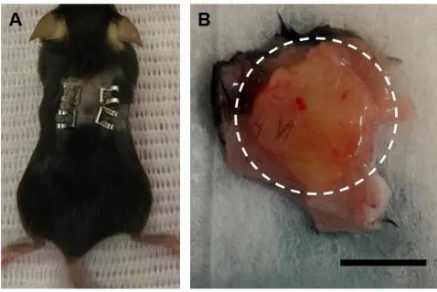 Figure 3.1. Scaffold implantation and excision. A) Each mouse was implanted with 