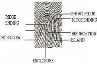 Fig. 1. Example of a) ridge ending and b) bifurcation 