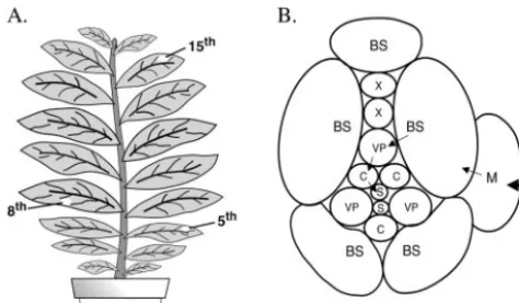FIG. 1. Schematic representation of plant materials. (A) Tobaccoplant showing the location of the inoculated leaf (5th) and the primary