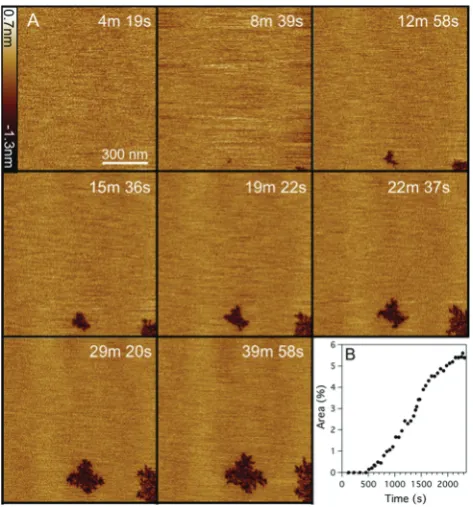 Fig. 3(A) Selection of fast-scanning AFM images of a DOPC : DOPE (1 : 1)(1supported lipid bilayer in the presence of Smp43 (1 mM, P/L = 0.42)
