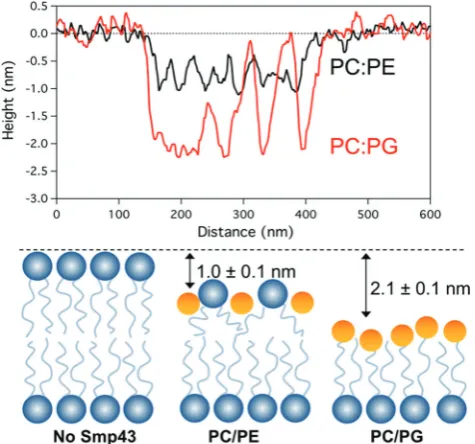 Fig. 6(A) Cross sectional analysis of the defect topography of bothDOPC:DOPG & DOPC:DOPE bilayers after Smp43 peptide interaction.(B) Illustration showing possible diﬀerences of Smp43 pepitde interactionwith the top layer of the bilayers.