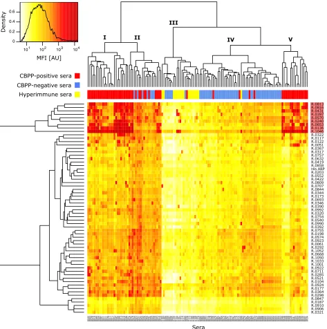 FIG. 1. Cluster analysis of screening data. Heat map overview of log-transformed MFI data from the bead-based screening of 134 sampleslarge amounts of serum antibodies were detected in CBPP-positive sera, thus suggesting diagnostic importance, formed a clu