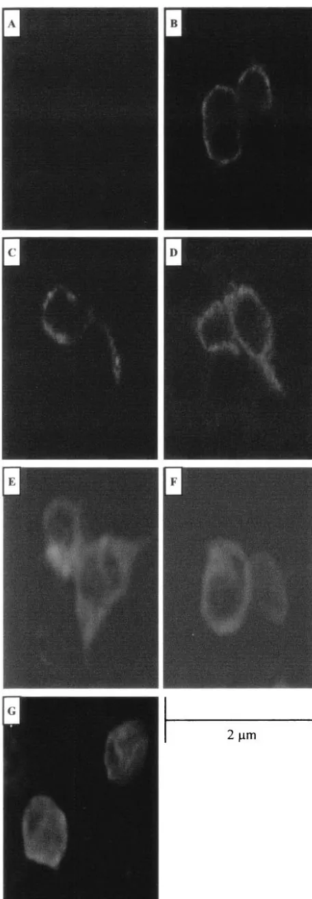 FIG. 3. Intracellular localization of JSRV Env proteins. Confocalmicroscopy of 293T cells transiently transfected with the empty expres-