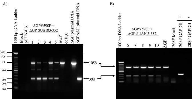FIG. 6. JSRV DNA and RNA in transformed 208F cells. (A) PCR was used to detect JSRV Env DNA in transformed 208F colonies pickedat 4 weeks posttransfection