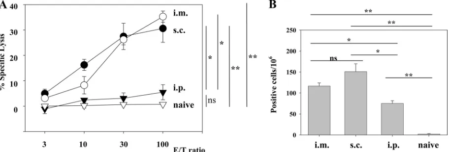 FIG. 2. Conﬁrmation of GP33-speciﬁc CD8�lymphocytes were gated and analyzed on a FACScan ﬂow cytometer by the use of CellQuest software (BD Biosciences)