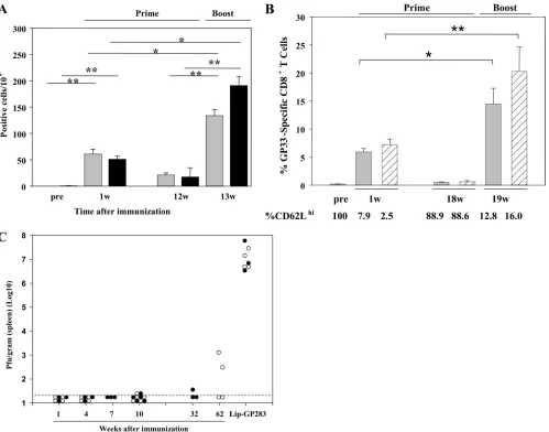 FIG. 7. Analyses of effector and memory CD8�l of Lip-GP33 or Lip-GP283 diluted in 100 T-cell induction in the absence of CD4 help