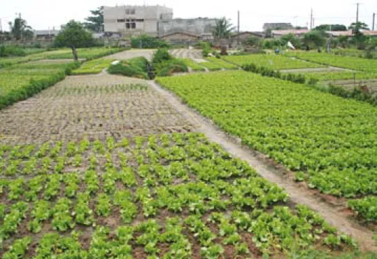 Figure 1.  Vegetable production at a peri-urban site in Benin. (Photo: B. James/IITA) Vegetables are important components of daily diets in Africa and important sources of income, especially in urban and peri-urban areas